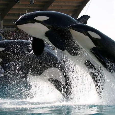 Hotel Marineland 3*