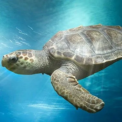 Szálloda Soblue